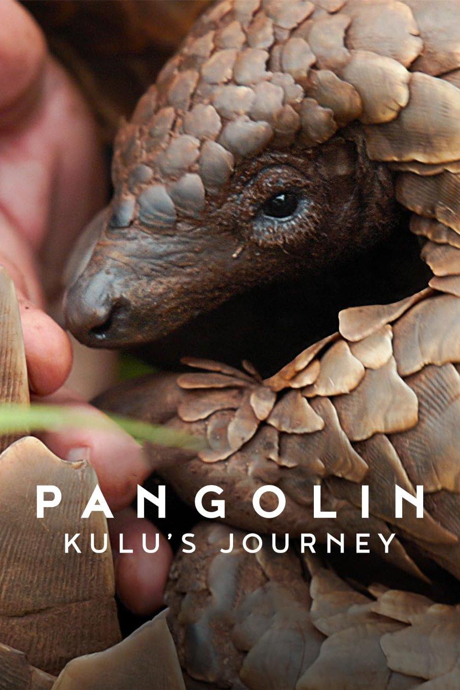 Pangolin: Kulu'nun Yolculuğu