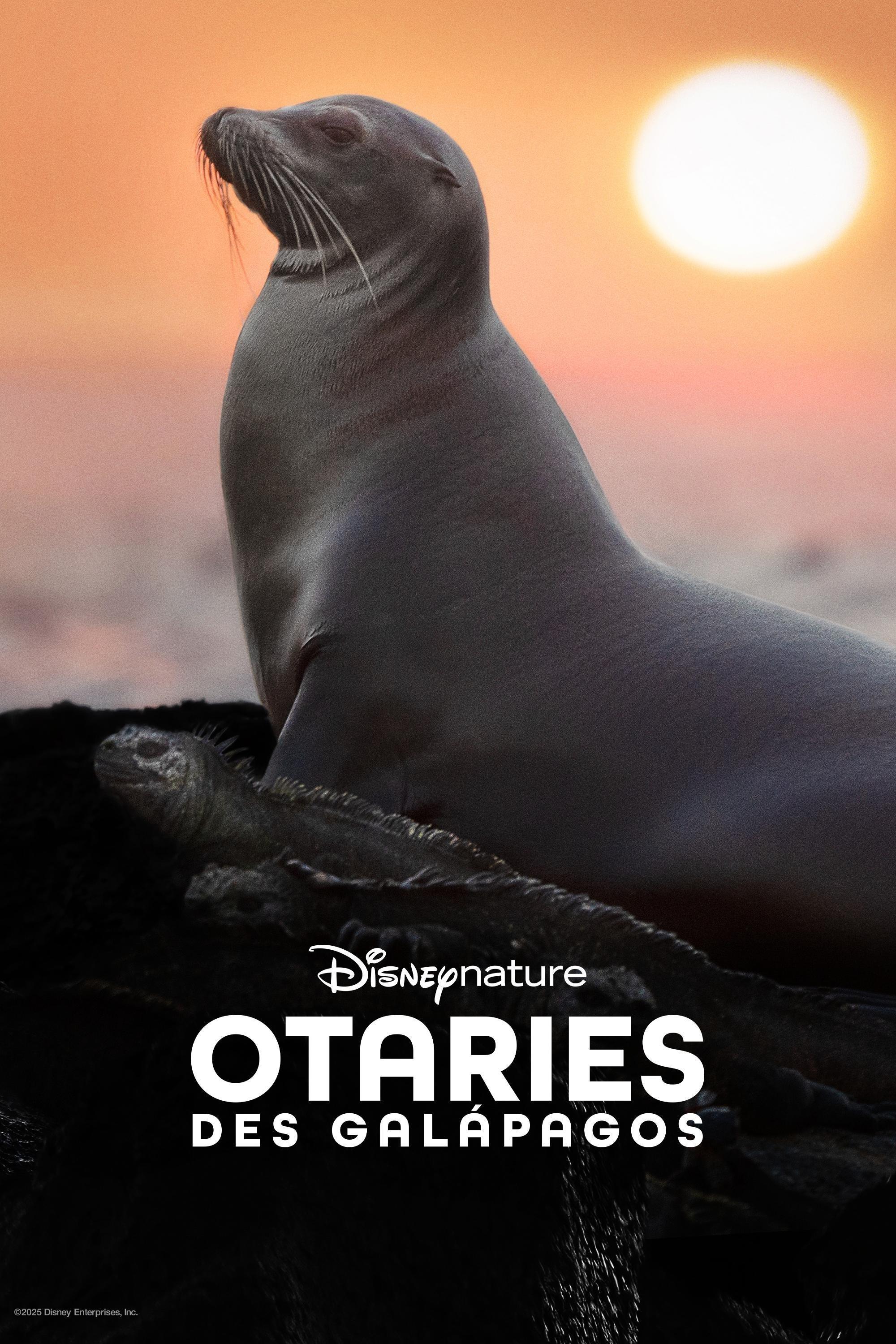 Galapagos'un Denizaslanları